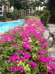 Yew Mei Green (D23), Condominium #165545732